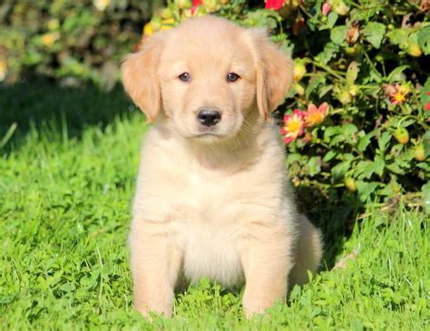 Lab And Golden Retriever Mix Puppies: The Ultimate Guide