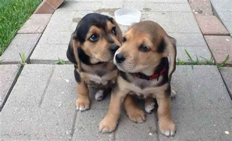 Lab Beagle Mix Puppies For Sale Near Me Bleumoonproductions
