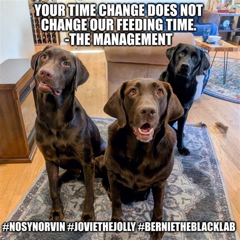 Lab Dog Meme