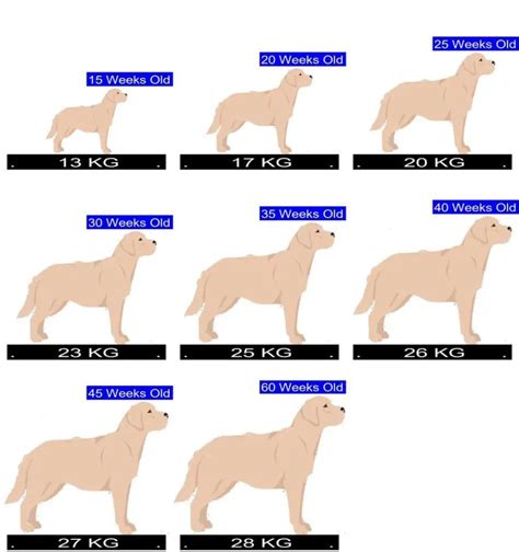 Lab Retriever Weight Chart