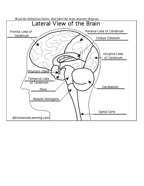 Label Parts Of The Brain Worksheet