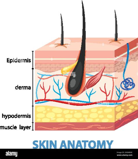 Visual Guide: Label Diagram of Skin for Easy Understanding