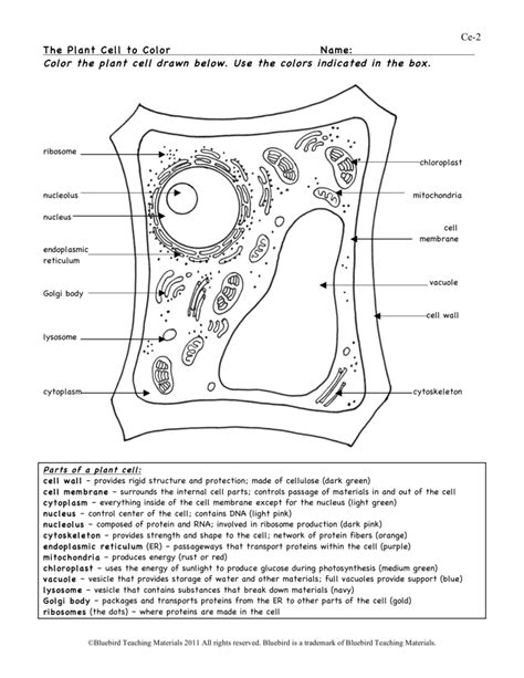 Label Plant Cell Worksheet — db-excel.com