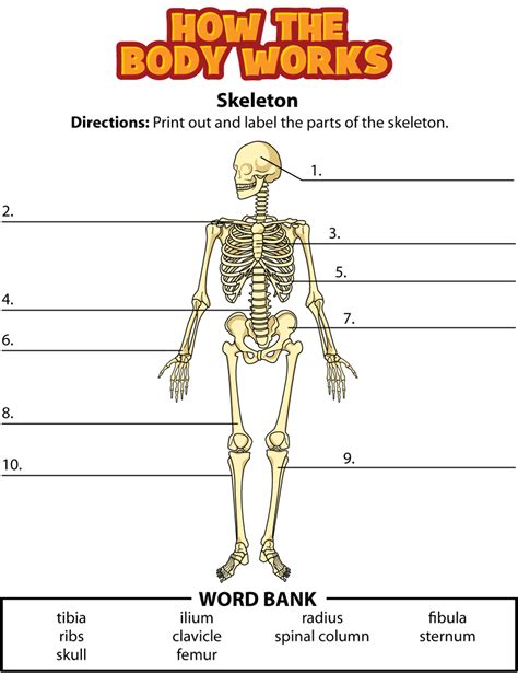 Label The Bones Worksheet