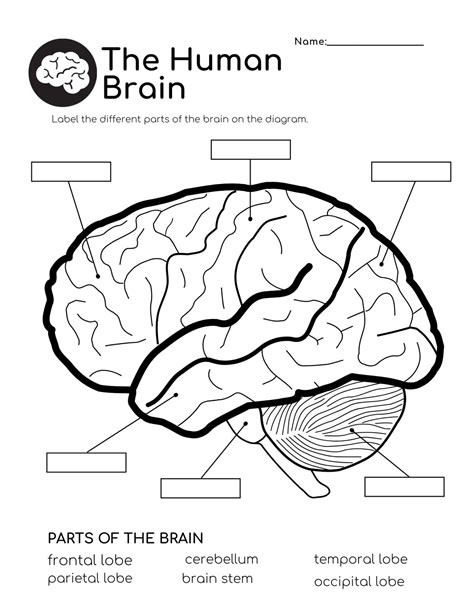Label The Parts Of The Brain Worksheet