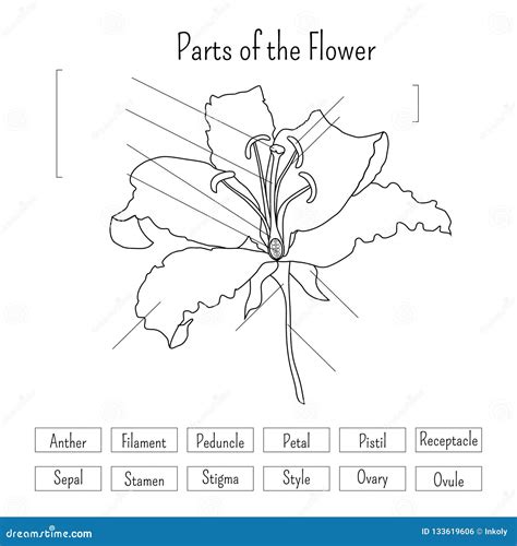 Label A Lily Printable