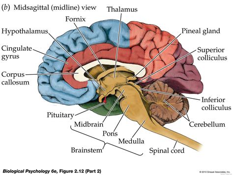 Sagittal section of human brain with labels on white