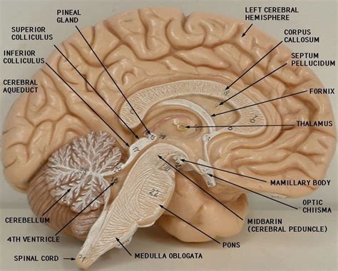 Image result for labeled diagram of the brain Brain