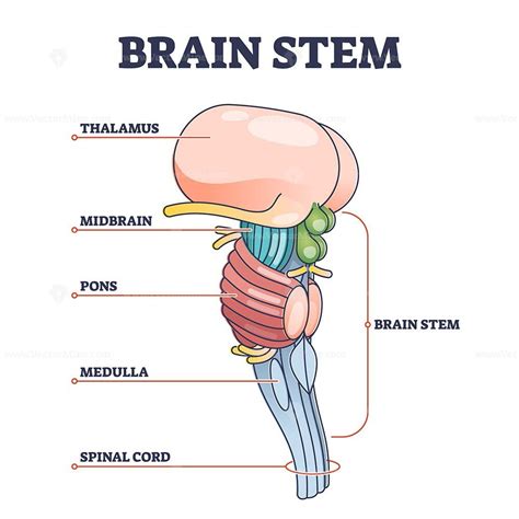 SOMSO Model of Brain Stem in 12 Parts