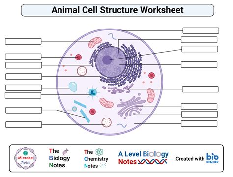 Labeled Animal Cell Worksheet