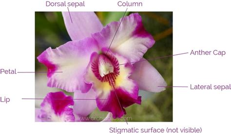 Labeled Orchid Anatomy