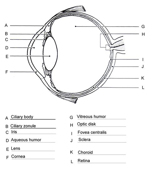 Labeling The Eye Worksheet