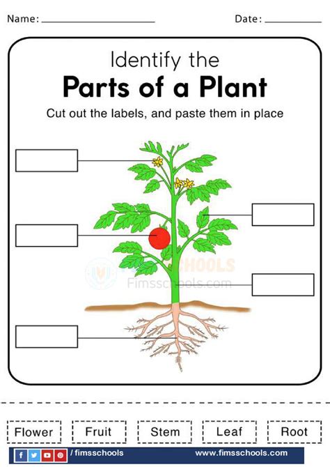 Labeling Parts Of A Plant Worksheet