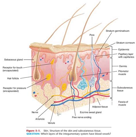 The Ultimate Guide to Understanding Your Skin: Unveiling the Secrets of the Dermis, Epidermis, and More.