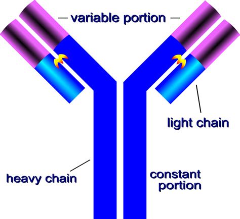 Diagram Antibody