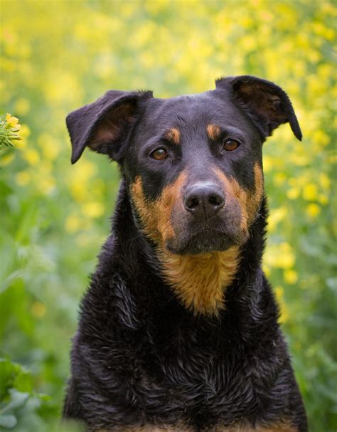 Doberman Lab Mix All About This Incredible Cross Breed