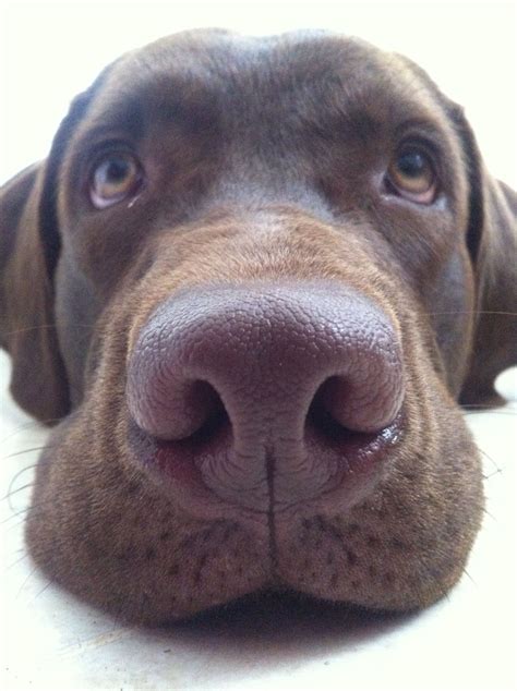 A Brown Nose of Labrador Retriever, Close Up Stock Image Image of