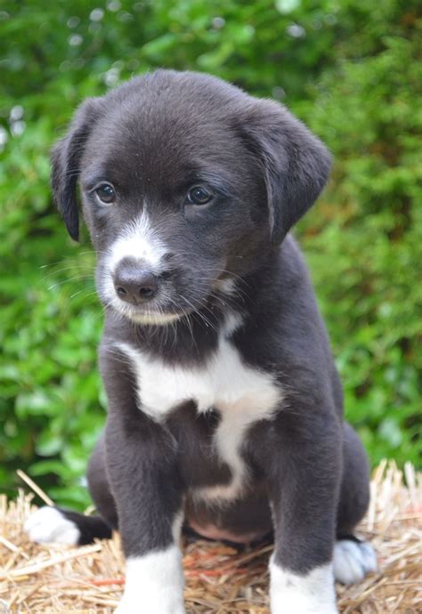 Review Of Border Collie Lab Mix Puppies For Sale 2022 Alexander James