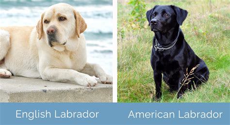Labrador Puppies vs. Adult Dogs