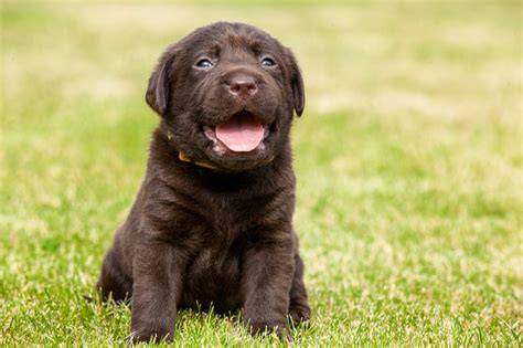 Labrador Puppy Bruin