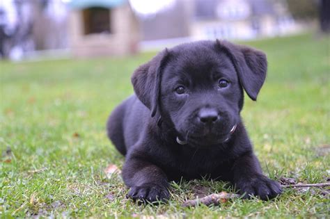 Labrador Puppy Zwart