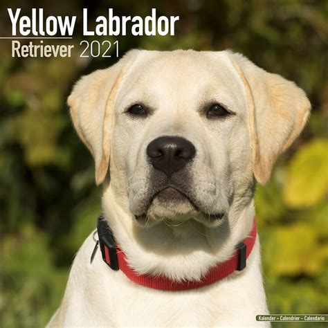 Labrador Retriever Calendar