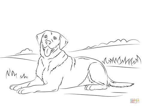 Labrador Retriever Coloring Page