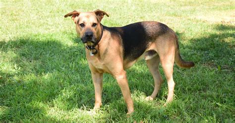Beautiful Lab Shepherd mix Lab shepherd mix puppy, Shepherd mix