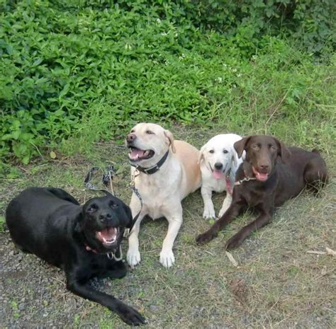 Labrador Retriever (Lab) Puppies For Sale In Hawaii
