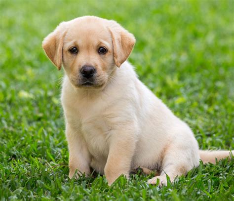 Labrador Retriever Puppy