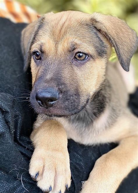 Labrador X German Shepherd Dogs