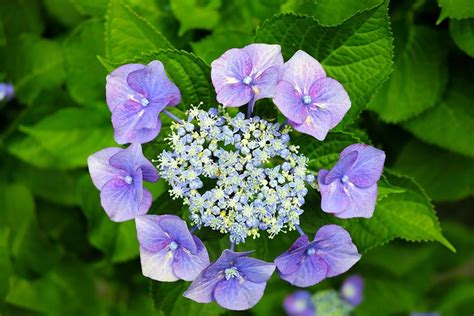 Lacecap Hydrangeas