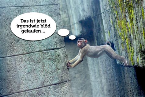 Lachen Lustige Bilder