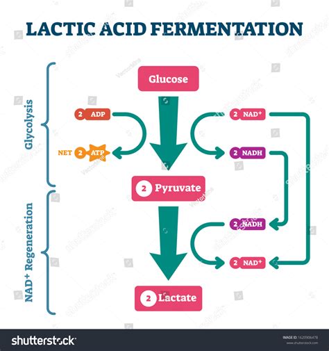 Lactic Acid Fermentation: Foods, Process & Benefits
