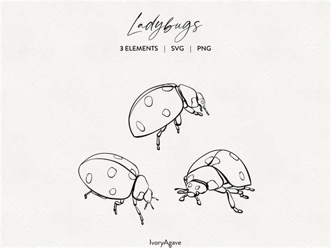 Ladybugs Follow A Drawn Line