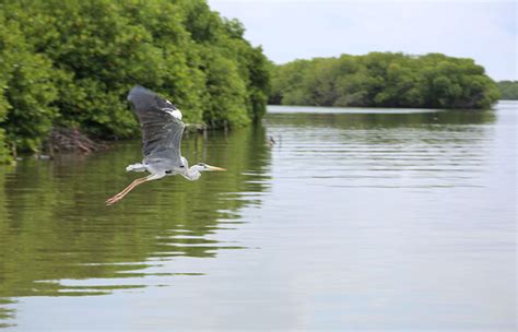 Lagoon bird watching
