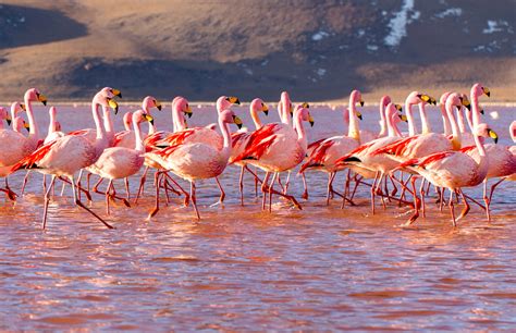 Laguna Colorada Flamingos