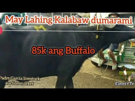 Lahing Kalabaw