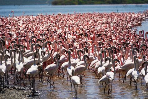 Lake Baringo Birds