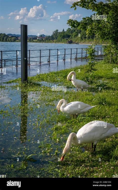 Swans at Lake Constance