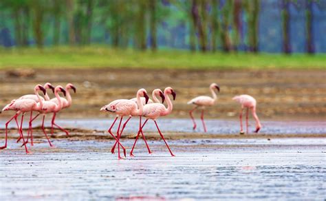 Lake Elementaita Flamingos
