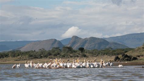 Review: Your 2-Day Lake Elementaita National Park Safari