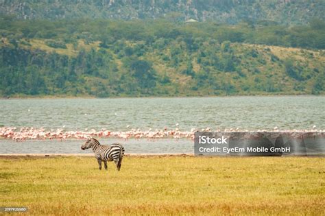 Lake Elementaita zebra