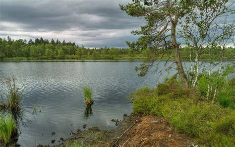 Lake Environment