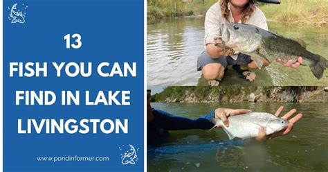 Lake Livingston fish species