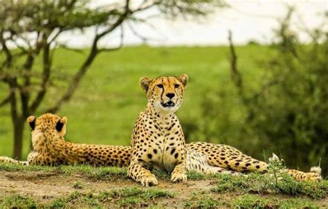 Lake Manyara Animals