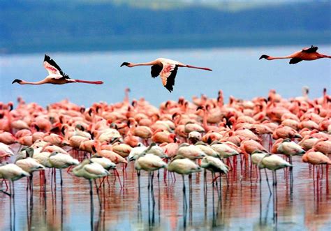 Lake Manyara Bird Watching