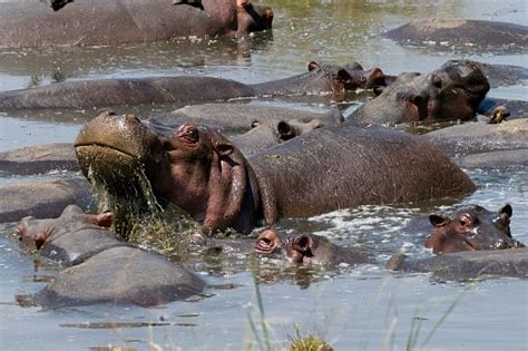 Lake Manyara Hippo Pool