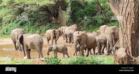 Elephants in Lake Manyara