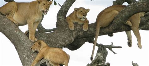 Lake Manyara lions